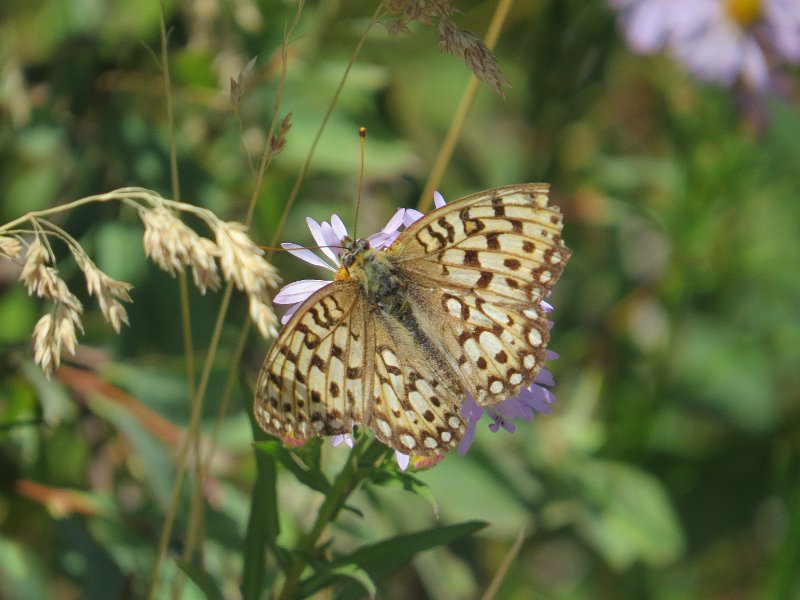 H (40) Silver-bordered Fritillary.JPG